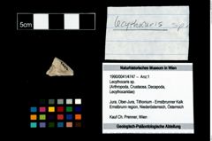 Foto (Objekt + Etikett) von Lecythocaris sp.  (NHMW-GEO-1990-0041-4747)